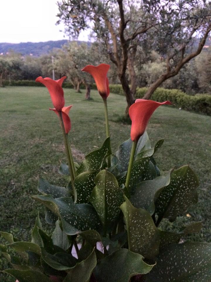 Angolo Relax Ristorante Il Parco degli Ulivi